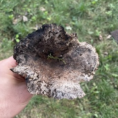 Russula amoenolens
