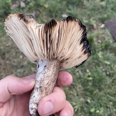 Russula amoenolens