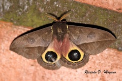 Automeris basalis