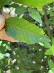 Carpinus caroliniana