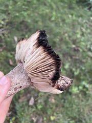 Russula amoenolens