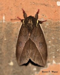 Automeris basalis