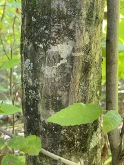 Carpinus caroliniana