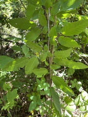Carpinus caroliniana