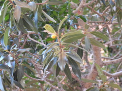 Ficus desertorum