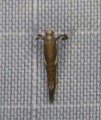Caloptilia umbratella
