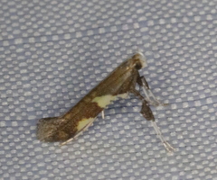 Caloptilia umbratella