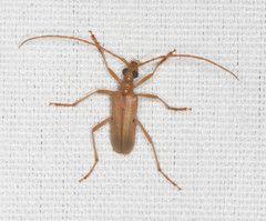 Centrodera