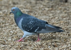 Columba livia