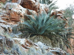 Macrozamia macdonnellii