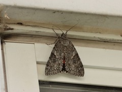 Catocala semirelicta