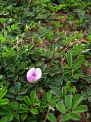 Tephrosia obovata