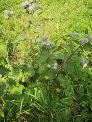 Arctium tomentosum