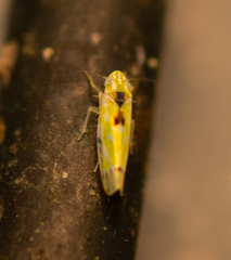 Erythroneura octonotata