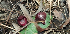 Corybas undulatus