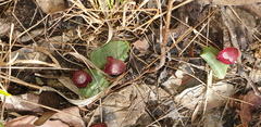 Corybas undulatus