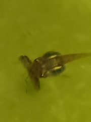 Osteopilus septentrionalis