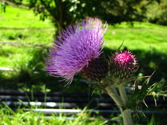 Cirsium japonicum australe