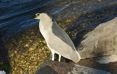 Nycticorax nycticorax