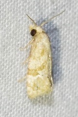 Platphalonidia