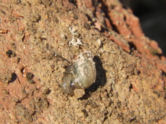 Succinea meridionalis