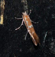 Cremastobombycia
