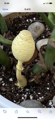 Leucocoprinus birnbaumii image