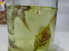 Osteopilus septentrionalis