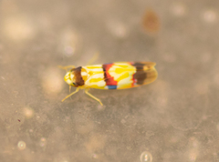 Erythroneura integra