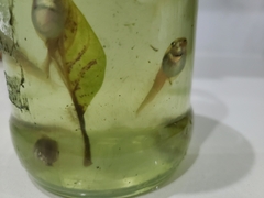 Osteopilus septentrionalis