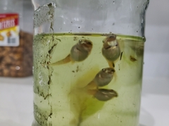 Osteopilus septentrionalis