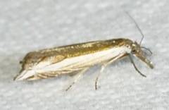 Raphiptera argillaceellus
