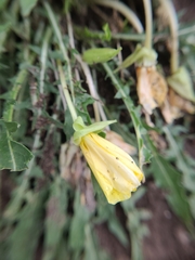 Oenothera flava