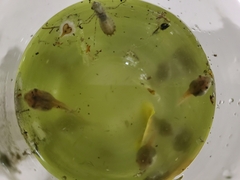 Osteopilus septentrionalis