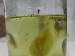 Osteopilus septentrionalis
