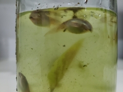 Osteopilus septentrionalis