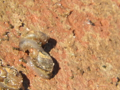 Succinea meridionalis