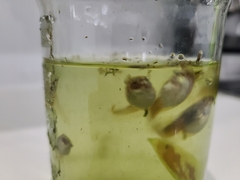 Osteopilus septentrionalis