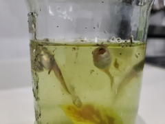 Osteopilus septentrionalis