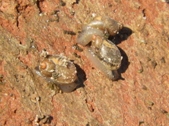 Succinea meridionalis