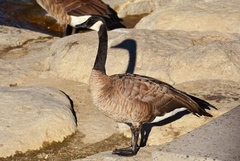 Branta canadensis