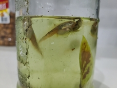 Osteopilus septentrionalis