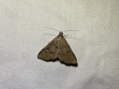 Hemeroplanis historialis