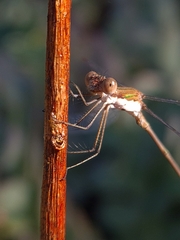 Lestes forficula