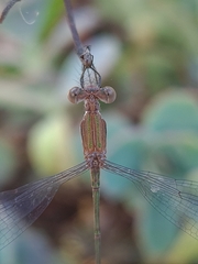 Lestes forficula
