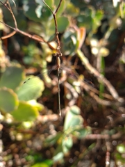 Lestes forficula
