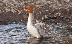 Mergus merganser