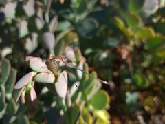 Lestes forficula