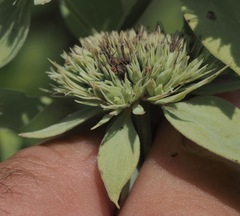 Pycnanthemum setosum