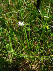 Drosera finlaysoniana